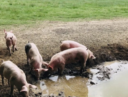 Schweine am Wasserplatz  2